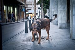 Θεσσαλονίκη: 5000 ευρώ και ένα χρόνο φυλακή για κακοποίηση ζώου
