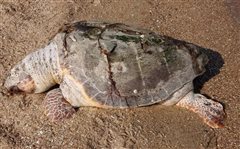 Νεκρή θαλάσσια χελώνα σε παραλία της Θεσσαλονίκης
