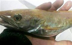 Χαλκιδική: Ψαράς έπιασε «χρυσό» μπακαλιάρο τον πρώτο στην Ελλάδα!
