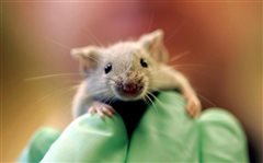 Ερευνητές έμαθαν σε ποντίκια να παίζουν κρυφτό!