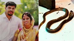 Φρίκη στην Ινδία: Χρησιμοποίησε δύο φίδια για να σκοτώσει τη γυναίκα του