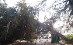 Καλαμαριά: Σύσταση του δήμου για τα δέντρα σε κοινόχρηστους χώρους