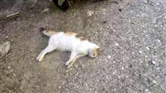 Καλαμαριά: Καταγγελία για φόλες σε γάτες