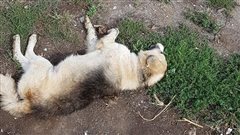 Απίστευτη κτηνωδία - Σκότωσαν 26 σκυλιά! (φωτο)