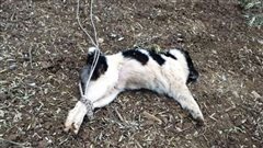 ''Κτήνος'' έδεσε απ' τα πόδια το σκυλί και το άφησε να πεθάνει
