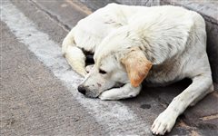 Θεσσαλονίκη: Χειροπέδες σε άντρα που πυροβόλησε και σκότωσε σκύλο