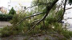 Δέντρο καταπλάκωσε άντρα στην Καλαμαριά