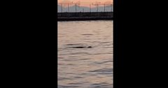 Κι όμως - Φώκια βγήκε στα νερά της Θεσσαλονίκης (βιντεο)